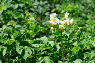Obraz na płótnie Canvas Potato white flowers. Blooming potato plants with green leaves at summertime under bright sunlight