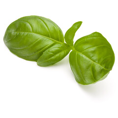 Sweet basil herb leaves isolated on white background closeup