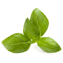 Sweet basil herb leaves isolated on white background closeup
