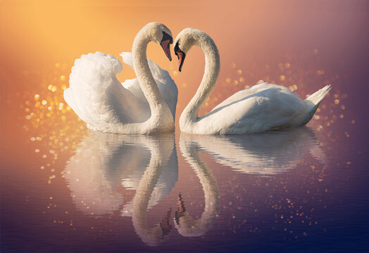 2 Swans Images – Browse 24,972 Stock Photos, Vectors, and Video | Adobe  Stock