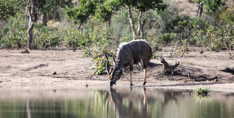 Nyala or screw-horned African antelope drinks water from the lake.