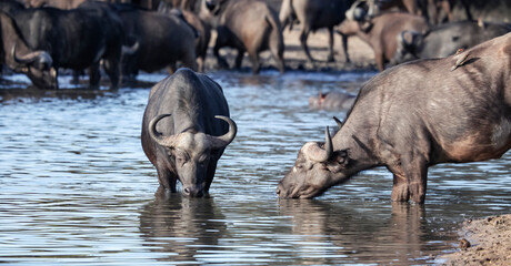 Wild African buffaloes drink water from the lake at dawn.