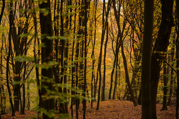 a cloudy day in the magical forest during autumn season with fog and colorful leaves