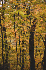 a cloudy day in the magical forest during autumn season with fog and colorful leaves