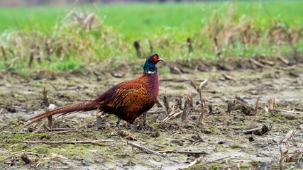 pheasant male in the wild