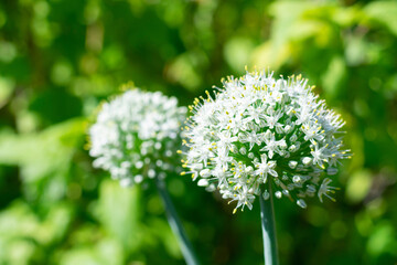 Blooming onion plant in bright sunlight at summer.Cultivation of vegetarian food is growing on garden bed