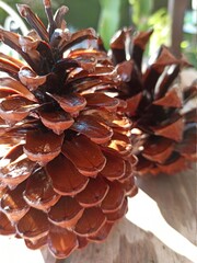 pine cones