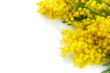 Mimose yellow spring flower brunch isolated on white background.
