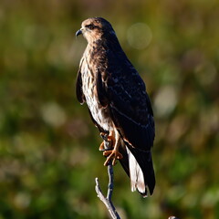 female snail kite flying with apple snail