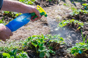 Naklejka premium Gardener is spraying young green strawberry bushes by Bordeaux mixture (also called Bordo Mix) from bottle to protect it and prevent infestations of downy mildew, powdery mildew and other fungi.