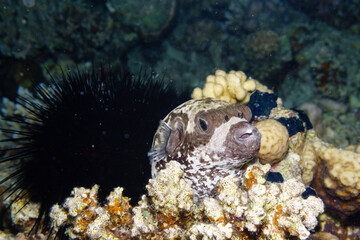 Fototapeta na wymiar Puffer fish and sea urchin on a coral reef.