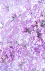 Vertical background with lilac flowers. Close-up of lilac flowers