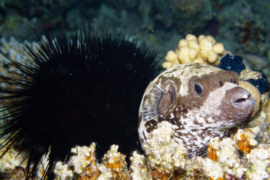 Puffer fish and sea urchin on a coral reef.