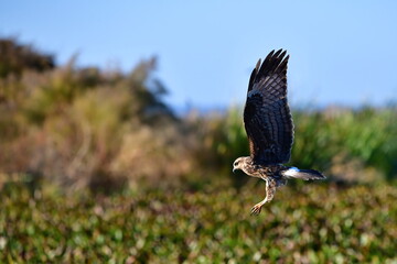 female snail kite flying with apple snail