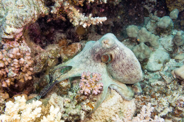 Octopus mimics on a coral reef.