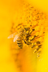 Macro shot of Honey Bee (Apis mellifera) collecting nectar and spreading pollen in yellow sunflower. Close-up of insect. Low depth of field and blurred background.