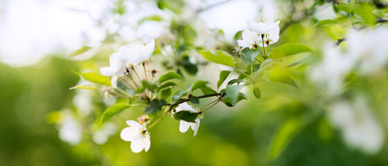 spring background with white flowers on the background of foliage . Banner with sunlight