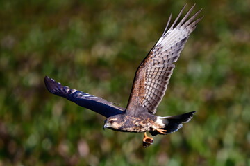 female snail kite flying with apple snail