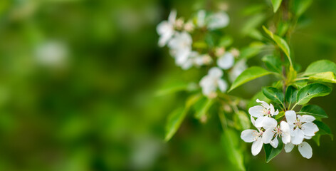 spring banner with white flowers on a green background. Blurry space for your text