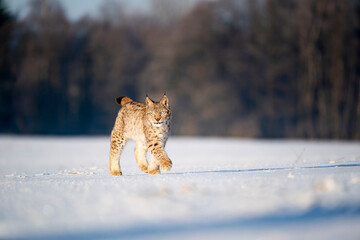 Eurasian wild cat in wild nature habitat, Czech, Europe. Lynx lynx.