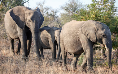 Wild elephants are walking on the savanna among the thorny acacia bushes