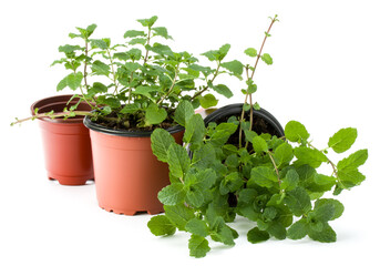 Peppermint herb growing in flowerpot  isolated on white background cutout. Mint leaves. Gardening concept.