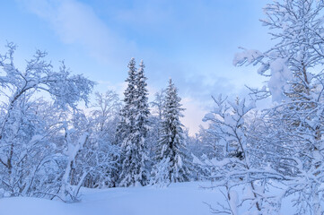 Snowy winter, frost and white snow. Trees, pines and birches are covered with snow caps. Cold, blue, northern sky.
