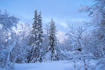 Snowy winter, frost and white snow. Trees, pines and birches are covered with snow caps. Cold, blue, northern sky.
