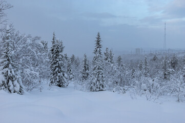Obraz premium Snowy winter, frost and white snow. Trees, pines and birches are covered with snow caps. Cold, blue, northern sky. 