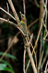 Leaf-nosed lizard, Rhinoceros Agama // Tennenti-Hornagame, Blattnasenagame (Ceratophora tennentii) - Knuckles Mountain Range, Sri Lanka - obrazy, fototapety, plakaty