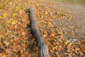 A log on autumn leaves in the park