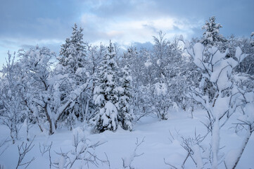 Snowy winter, frost and white snow. Trees, pines and birches are covered with snow caps. Cold, blue, northern sky.
