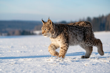 Eurasian wild cat in wild nature habitat, Czech, Europe. Lynx lynx.