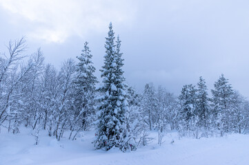 Snowy winter, frost and white snow. Trees, pines and birches are covered with snow caps. Cold, blue, northern sky.
