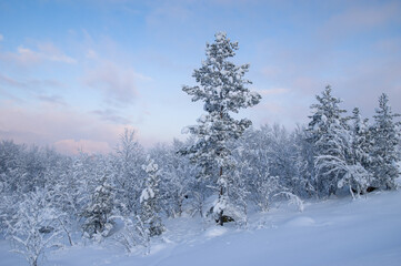 Snowy winter, frost and white snow. Trees, pines and birches are covered with snow caps. Cold, blue, northern sky.
