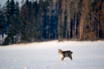 Eurasian wild cat in wild nature habitat, Czech, Europe. Lynx lynx.