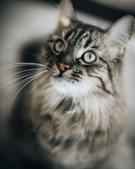 Schöne graue Hauskatze im Portrait.