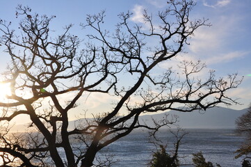 Sillhouette of the tree against blue sky and sea, sun rays and clouds
