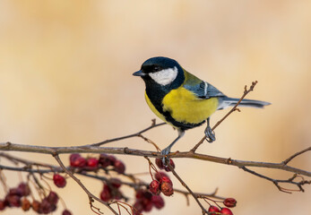 Great tit close up ( Paerus major )