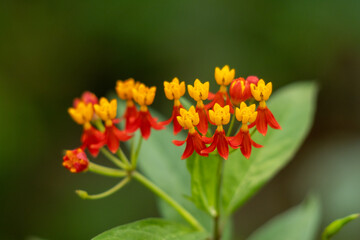 Toma de enfoque selectivo de algodoncillo tropical - perfecto para fondo de pantalla