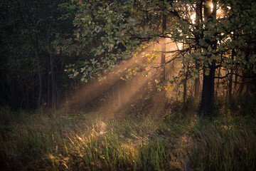 sunbeams through the fog in the forest. the silhouette of the tree trunk in the morning at sunrise