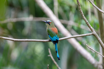 Fototapeta premium Birds in the Tropics