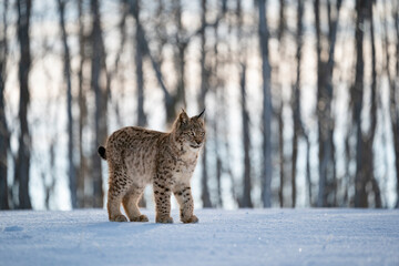 Naklejka na ściany i meble Eurasian wild cat in wild nature habitat, Czech, Europe. Lynx lynx.