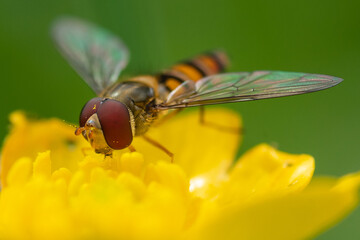 close up of a fly
