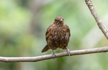 Birds in the Tropics