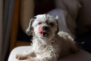Adorable lap dog (Bolonka Zwetna)  licking its nose with long tongue while enjoying in morning sunlight. Silly looking furry animal.