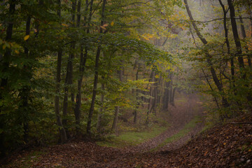 a road that leads into the fog through the forest in the fall season. autumn landscape in the wild