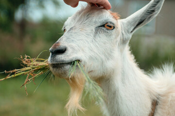 Cute white goat close up. The head of an animal with large yellow eyes and ears. Livestock grazing. Pasture on a sunny summer day
