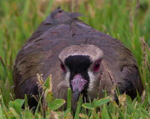 Southern Lapwing protecting the nest
