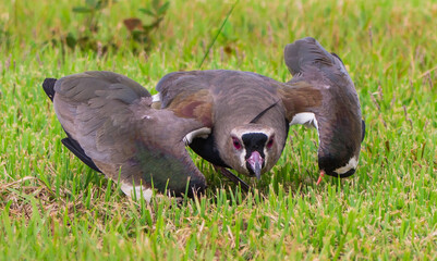 Southern Lapwing feeding